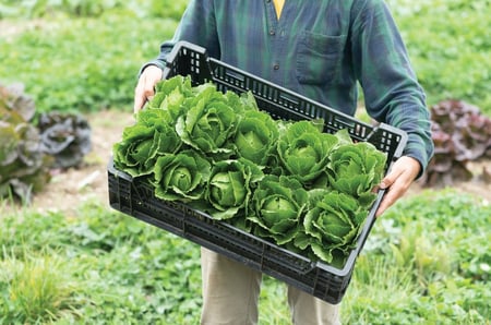 بذور خس روماني ميني "بذور مغلفة" - Tendita Pelleted Lettuce  Seeds