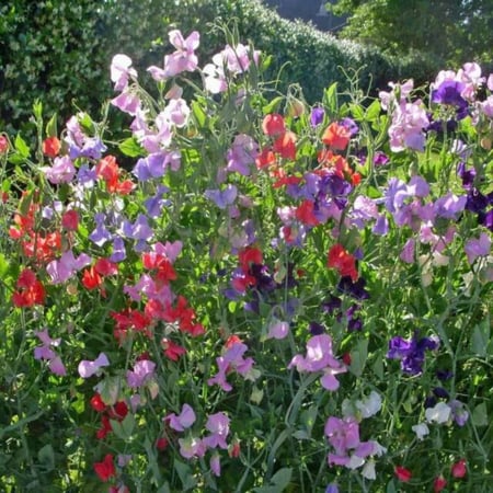 بازيلاء حلوة متسلقة مبكرة - Early Multiflora Blend Sweet Pea