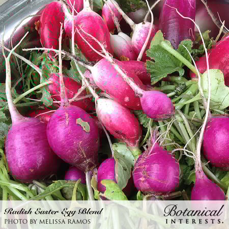بذور فجل البيض الملون - Easter Egg Blend Radish Seeds