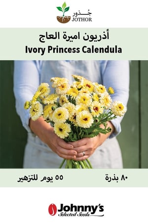 أذريون اميرة العاج - Ivory Princess Calendula