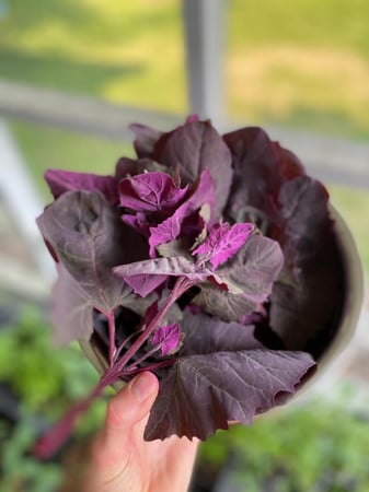 بذور أوراش سبانخ جبلي احمر - Orach Mountain Spinach Seeds