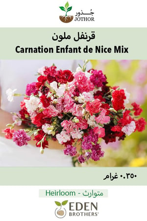 بذور قرنفل ملون - Enfant de Nice Mix Carnation Seeds
