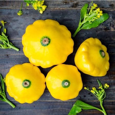 بذور كوسا مسطحة - Sunburst Summer Squash Seed