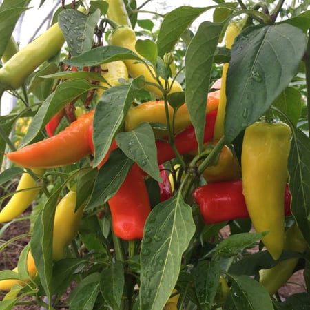 بذور فلفل هنقاري حار عضوي - Hungarian Hot Wax Pepper Seeds