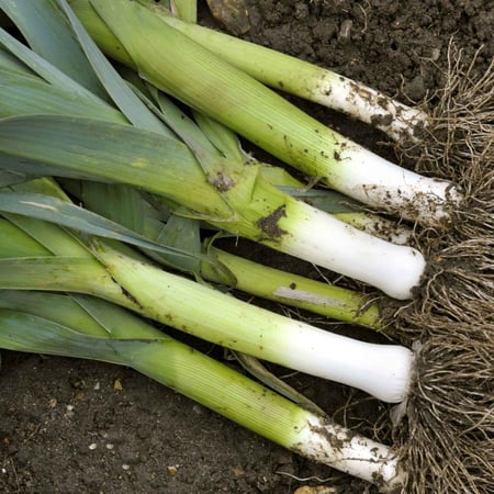 بذور كراث امريكي - Leek Seeds - Large American Flag