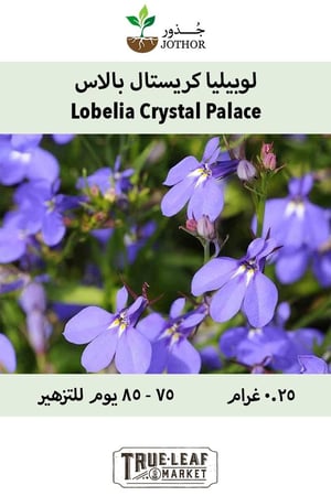 بذور لوبيليا كريستال بالاس - Lobelia Crystal Palace