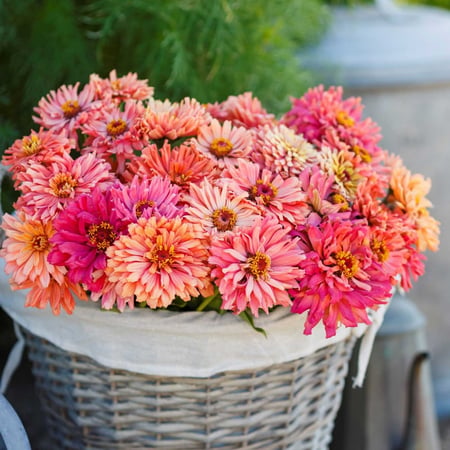 بذور زينيا الصبار ظلال الوردي - Cactus Pink Shades Zinnia Seeds