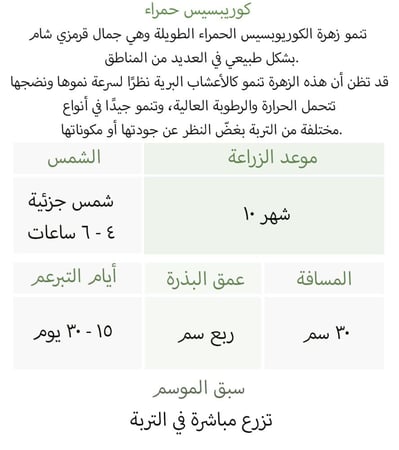 بذور كوريبسيس حمراء - Plains Coreopsis Seeds - Tall Red