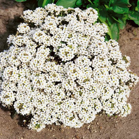 بذور اليسيوم أبيض - Tiny Tim Sweet Alyssum Seeds
