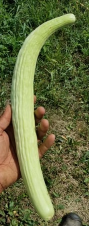 بذور خيار ارميني - Armenian Organic Cucumber Seeds
