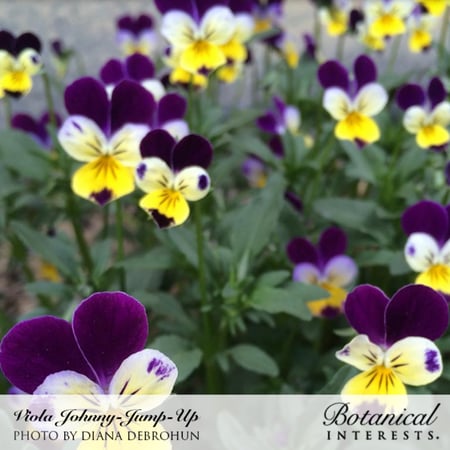 بذور فيولا جوني - Johnny-Jump-Up Viola Seeds