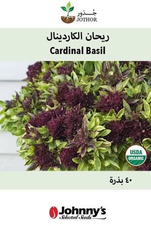 بذور ريحان الكاردينال - Cardinal Organic Basil Seeds