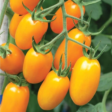 بذور طماطم نوفا مقاوم للأمراض - Nova (F1) Tomato Seed