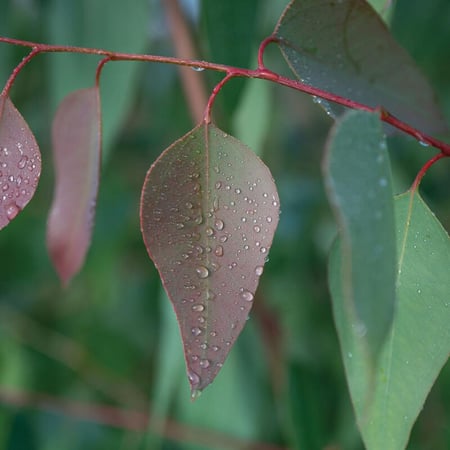 بذور اوكالبتوس تريتيكورنيس - E. tereticornis Eucalyptus Seed