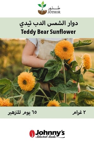 بذور دوار الشمس الدب تيدي - Teddy Bear Sunflower Seed
