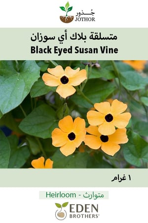 بذور متسلقة بلاك اي سوزان - Black Eyed Susan Vine Seeds