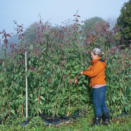 بذور اوكالبتوس تريتيكورنيس - E. tereticornis Eucalyptus Seed