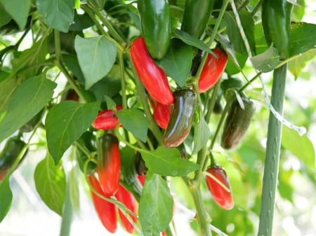 بذور فلفل هالابينو المبكر - Early Jalapeño Pepper Seeds