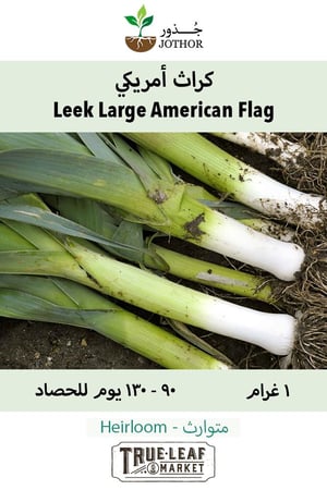 بذور كراث امريكي - Leek Seeds - Large American Flag