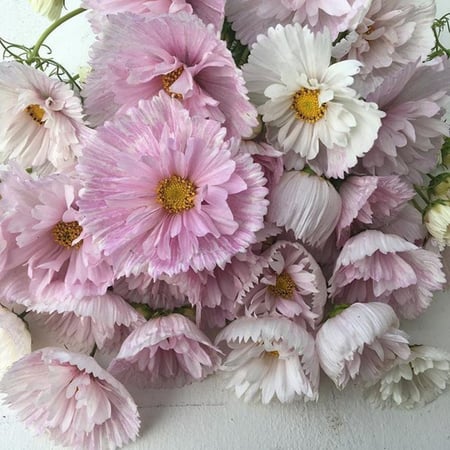 بذور كوسموس كب كيك - Cupcakes Blush Cosmos Seeds