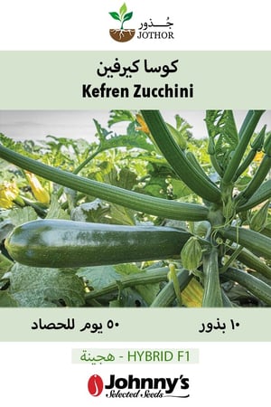 بذور كوسا كيرفن - Kefren (F1) Zucchini Squash Seed