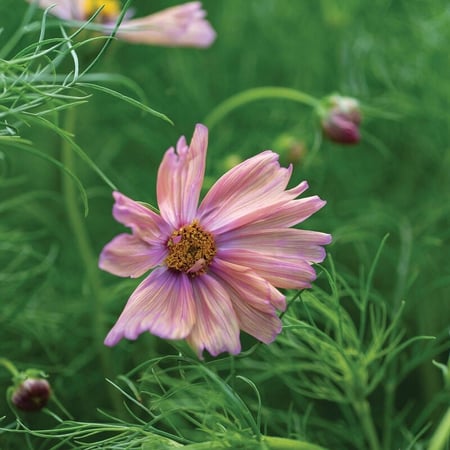 بذور كوسموس مشمشي - APRICOTTA Cosmos Seeds