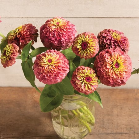 بذور زينيا ملكة الليمون الحمراء - Queen Red Lime Zinnia Seeds