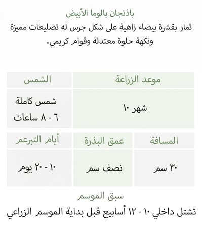 بذور باذنجان بالوما الأبيض - Paloma (F1) Eggplant Seed