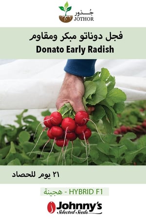 بذور فجل دوناتو مبكر ومقاوم - Donato (F1) Radish Seed