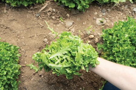 بذور خس هامبتون - بذور مغلفة - Hampton Organic Pelleted Lettuce Seeds