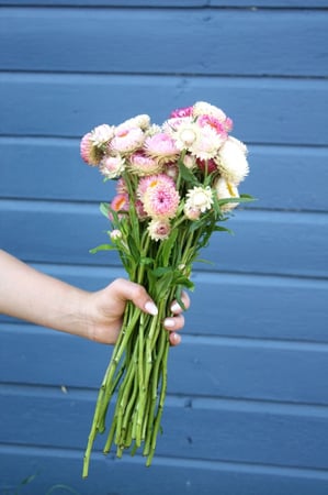 بذور زهور القش روز - Silvery Rose Strawflower
