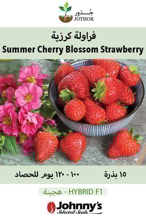 بذور فراولة كرزية - Summer Breeze Cherry Blossom (F1) Strawberry Seed