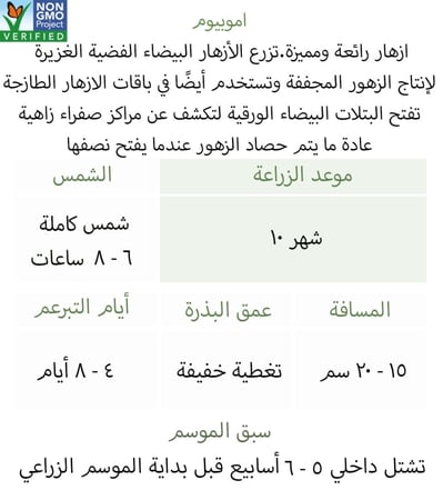 بذور زهور أموبيوم - Winged Everlasting Ammobium Seed