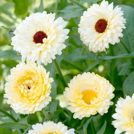 أذريون اميرة العاج - Ivory Princess Calendula