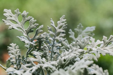 بذور ديستي ميلر - Silverdust Dusty Miller Seeds