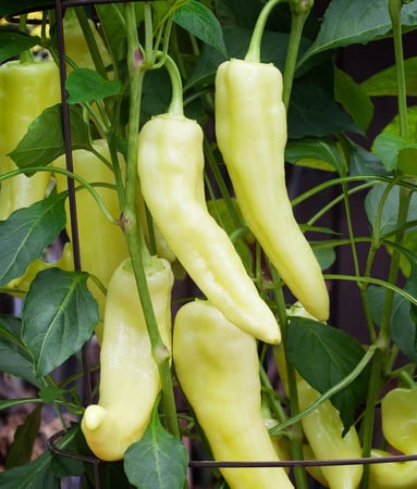 بذور فلفل الموز "بارد" عضوي - Sweet Banana Sweet Pepper Seeds