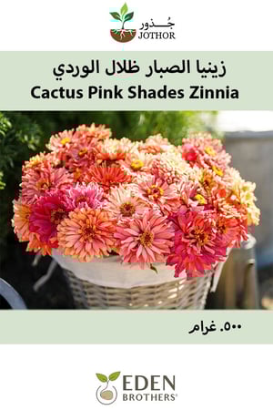 بذور زينيا الصبار ظلال الوردي - Cactus Pink Shades Zinnia Seeds