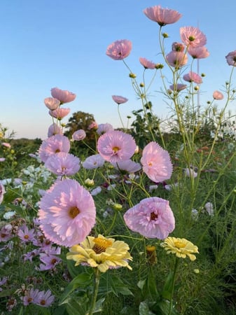 بذور كوسموس كب كيك - Cupcakes Blush Cosmos Seeds