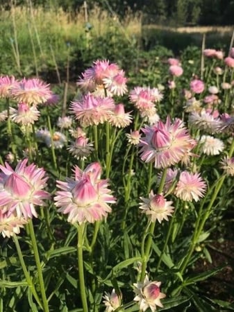 بذور زهور القش روز - Silvery Rose Strawflower