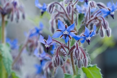 بذور لسان الثور بوراج - Borage Seeds