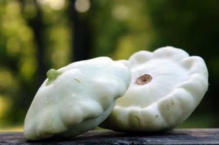 بذور كوسا مسطحة " الطبق الطائر " -  Scallop Blend Summer Squash Seeds