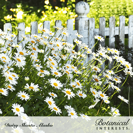بذور شاستا ديزي ألاسكا - Shasta Daisy, Alaska Seeds