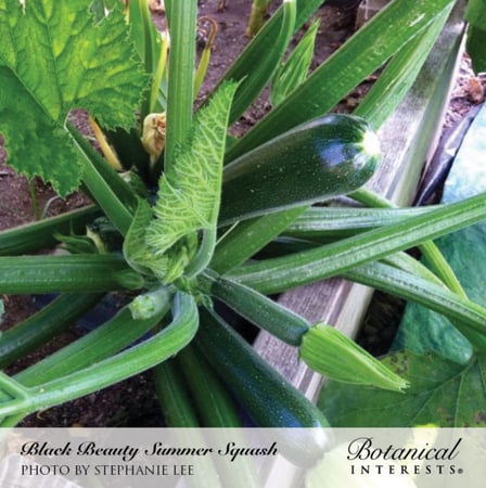 بذور كوسا السوداء الجميلة - Black Beauty Summer Squash Seeds