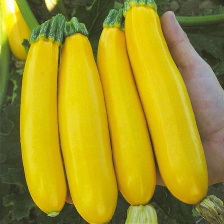 بذور كوسا قولدن قلوري - Golden Glory (F1) Zucchini Squash Seeds