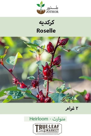 كركديه - Roselle Seeds