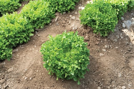 بذور خس هامبتون - بذور مغلفة - Hampton Organic Pelleted Lettuce Seeds