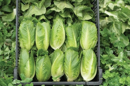 بذور خس روماني ميني "بذور مغلفة" - Tendita Pelleted Lettuce  Seeds