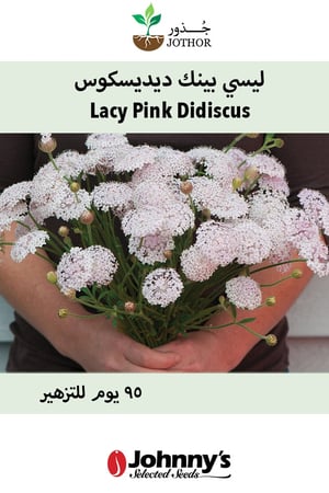 بذور ليسي بينك ديسيكسوس - Lacy Pink Didiscus Seed