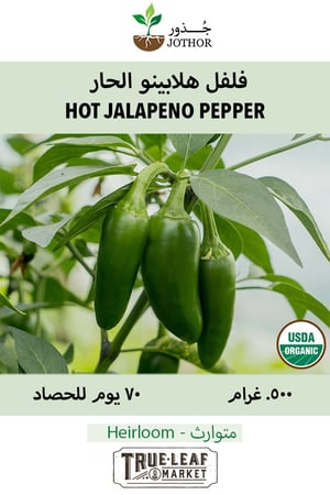 بذور فلفل هلابينو الحار - Pepper Hot Jalapeno Seeds
