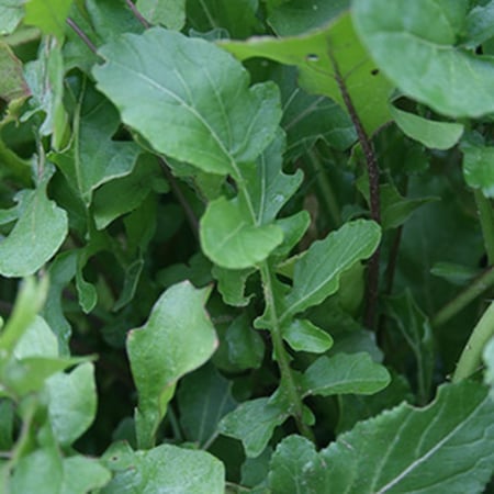 بذور جرجير عضوي- Arugula/Rocket Seeds